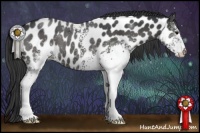Horse Color:White Spotted Black Appaloosa 