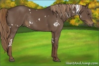 Horse Color:White Spotted Liver Chestnut Rabicano 