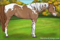 Horse Color:White Spotted Chestnut Splash Tobiano