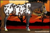 Horse Color:Painted Brown Sabino Appaloosa 