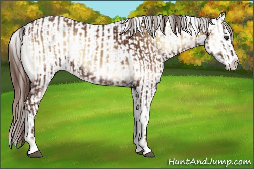 Horse Color:Red Onyx and Gray Bay Onyx Appaloosa
