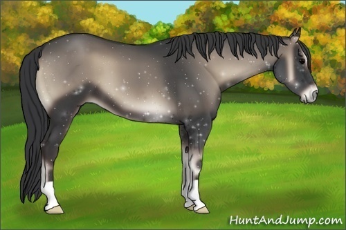 Horse Color:Blue Onyx