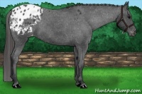 Horse Color:Black Frame Appaloosa 