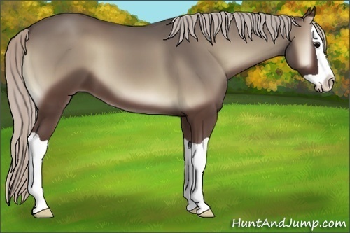 Horse Color:Silver Blue Onyx Splash 