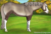 Horse Color:Silver Blue Onyx Splash