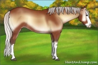 Horse Color:Silver Bay Onyx Splash