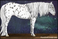 Horse Color:Watercolor Silver Amber Cream Champagne Ice Onyx Appaloosa 
