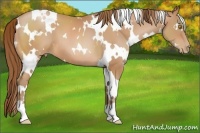 Horse Color:White Spotted Bay Pearl 