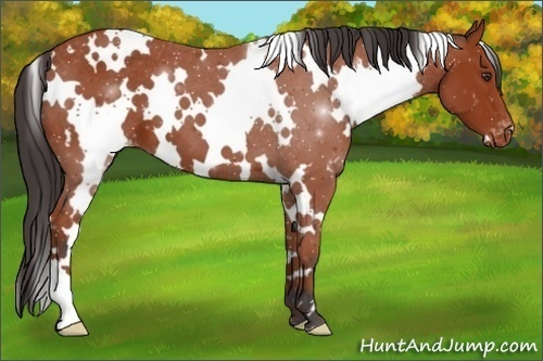 Horse Color:White Spotted Bay Appaloosa 
