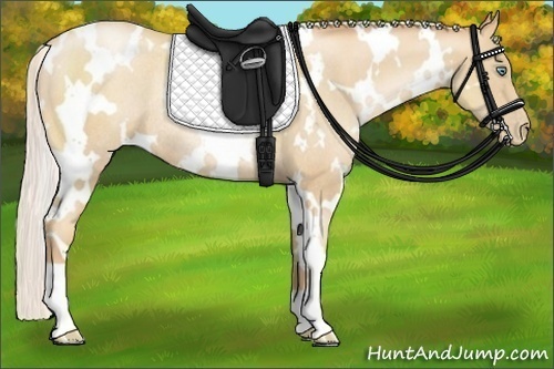 Horse Color:White Spotted Silver Classic Champagne Pearl Rabicano