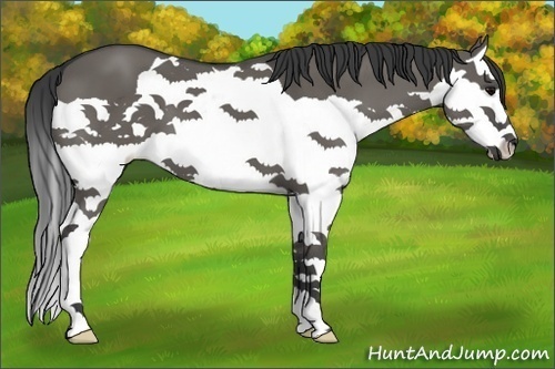 Horse Color:Grullo Splash