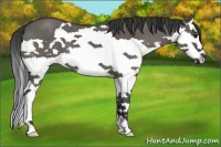 Horse Color:Grullo Splash 
