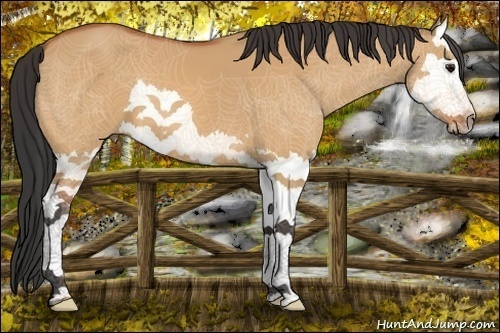 Horse Color:Bay Dun Splash 