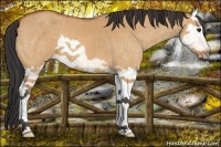 Horse Color:Bay Dun Splash 