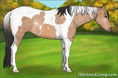 Horse Color:Buckskin Tobiano 