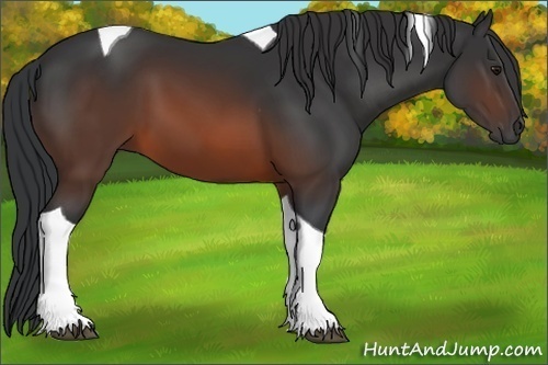 Horse Color:Brown Tobiano 