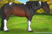 Horse Color:Brown Tobiano 