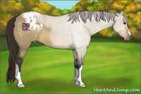 Horse Color:Brown Dun Appaloosa 