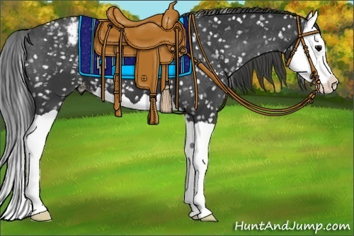 Horse Color:Black Splash Appaloosa 