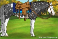 Horse Color:Black Splash Appaloosa 