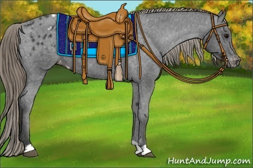 Horse Color:Smoky Black Appaloosa 