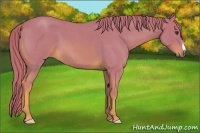 Horse Color:Watercolor Red Roan 