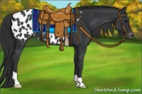 Horse Color:Black Appaloosa