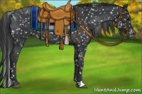 Horse Color:Black Appaloosa Rabicano 