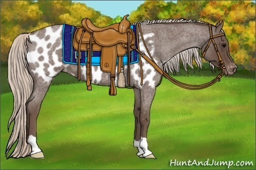 Horse Color:Silver Blue Roan Appaloosa 