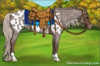 Horse Color:Silver Blue Roan Appaloosa