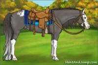 Horse Color:Grullo Splash Appaloosa