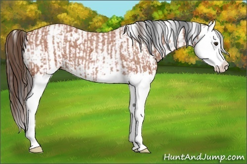Horse Color:Bay Roan Splash and White Spotted Amber Champagne Splash