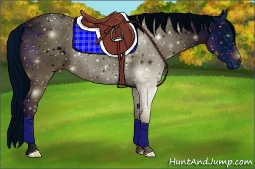 Horse Color:ERROR: UNKNOWN ANOMALY