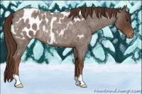 Horse Color:Liver Red Roan Appaloosa Rabicano