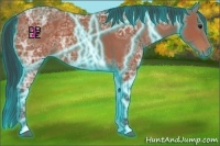 Horse Color:Thunderstruck Bay Ice