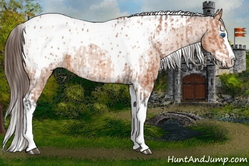 Horse Color:Bay Splash Tobiano Appaloosa and Bay Splash Tobiano Appaloosa