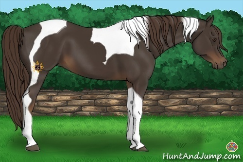 Horse Color:Liver Chestnut Tobiano 
