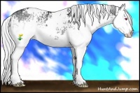 Horse Color:White Spotted Silver Smoky Black Chinchilla Splash Rabicano 