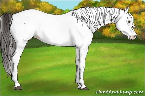 Horse Color:Liver Red Dun Appaloosa 