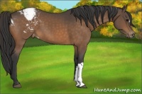 Horse Color:Buckskin Appaloosa
