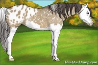 Horse Color:Brown Dun Splash Appaloosa 