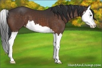 Horse Color:Brown Splash Appaloosa 
