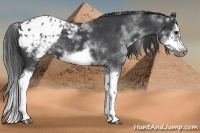 Horse Color:White Spotted Blue Roan Splash Frame Appaloosa 