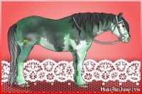 Horse Color:Black Chinchilla Splash 