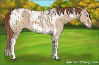 Horse Color:Red Dun Splash Frame  and Red Dun Splash Tobiano Frame 
