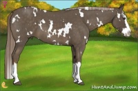 Horse Color:White Spotted Chocolate Palomino Roan Splash