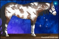 Horse Color:Bay Frame Appaloosa 