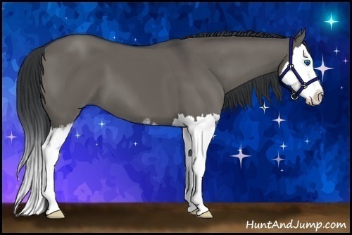 Horse Color:Grullo Sabino Splash 