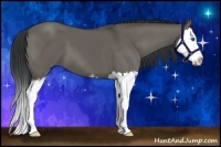 Horse Color:Grullo Sabino Splash 