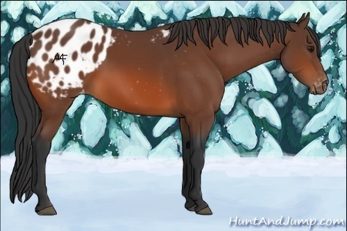 Horse Color:Bay Appaloosa 